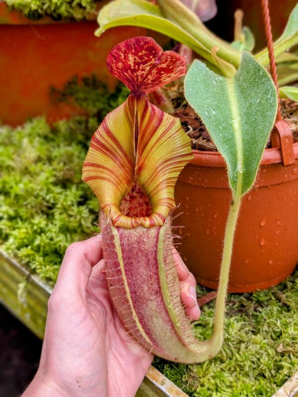 844: N. [(lowii x veitchii) x boschiana] x [(veitchii x maxima) x veitchii] x (eymae x veitchii) (A) - (27 cm)