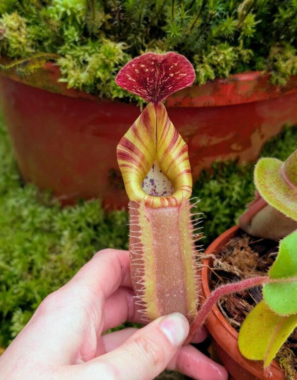 851: N. [(lowii x veitchii) x boschiana] x [(veitchii x maxima) x veitchii] x (eymae x veitchii) (A) - (13 cm)