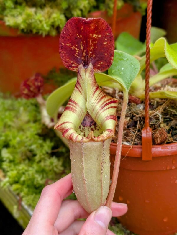 846: N.[(lowii x veitchii) x boschiana] x [(veitchii x maxima x veitchii] x [spectabilis x (lowii x ventricosa)] - (29 cm)