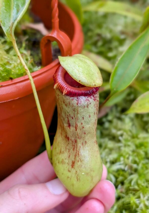 758: N. ventricosa - SG - CK - (27 cm)