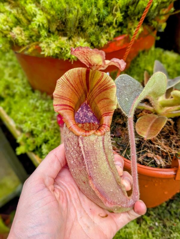 862: N. [(lowii x veitchii) x boschiana] x [(veitchii x maxima) x veitchii] x (eymae x veitchii) (A) - (23 cm)