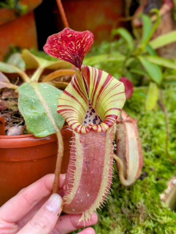 853: N. [(lowii x veitchii) x boschiana] x [(veitchii x maxima) x veitchii] x (eymae x veitchii) (A) - (18 cm)