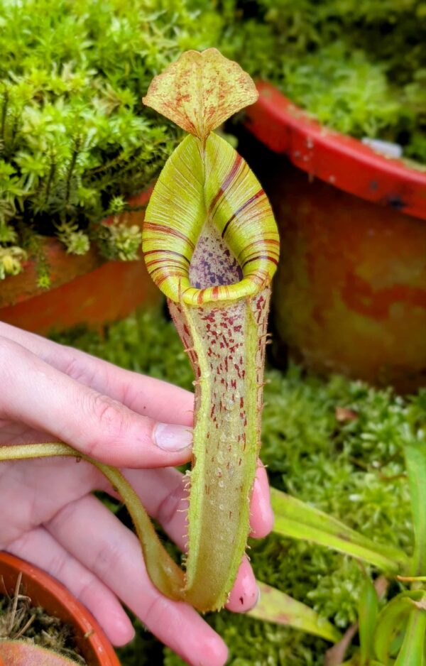 721: N. platychila x [(veitchii x maxima) x veitchii]  - EP - (16 cm)
