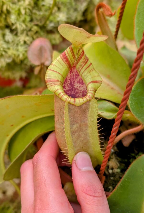 808: N. veitchii (m) x (lowii x veitchii) x boschiana - seedgrown - (25cm)
