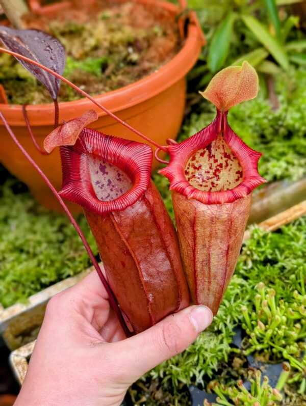 782: N. ventricosa x ovata – EP - (28 cm)
