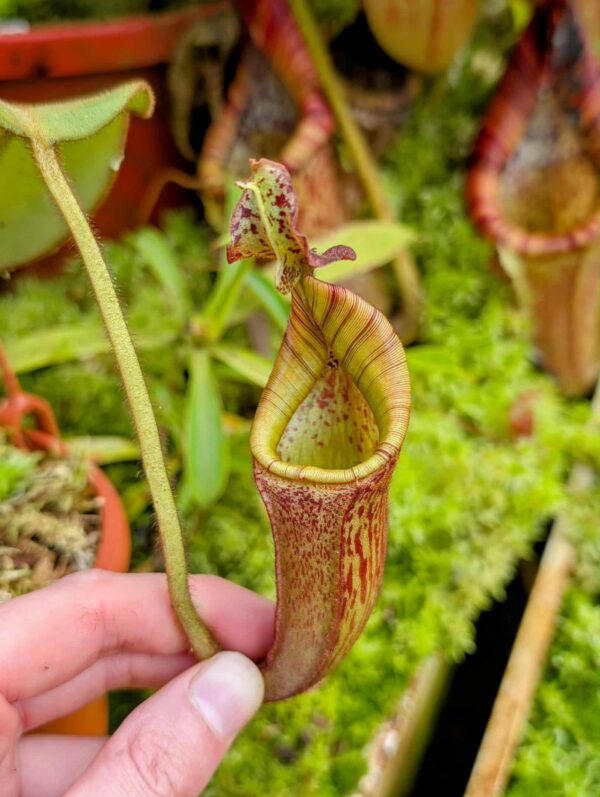 835: N. eymae - Tambususi - SG - (23 cm)