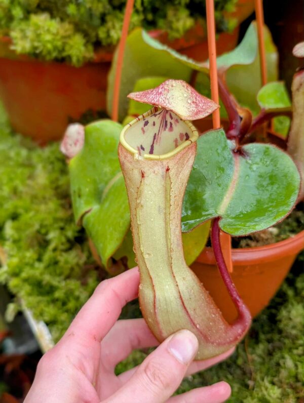 868: N. clipeata  - SG - (20 cm)