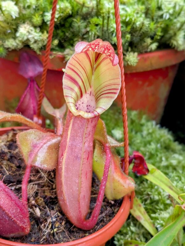 756: N. veitchii (m) - giant x (veitchii x burbidgeae) EP - (13cm)
