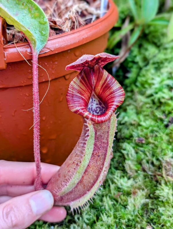 849: N. [(lowii x veitchii) x boschiana] x [(veitchii x maxima) x veitchii] x [(Rokko ‘Exotica’ x boschiana) x veitchii] x (Rokko 'Exotica' x boschiana) x {[Rokko 'Exotica' x (fusca x spectabilis)] x trusmadiensis} - (17 cm)