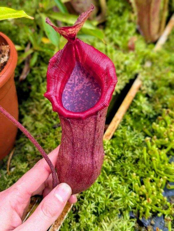 865: N. (veitchii x boschiana) - very squat x [(lowii x veitchii) x campanulata] - (24 cm)