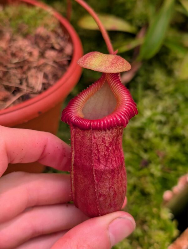 816: N. ventricosa x villosa - SG - (14 cm)