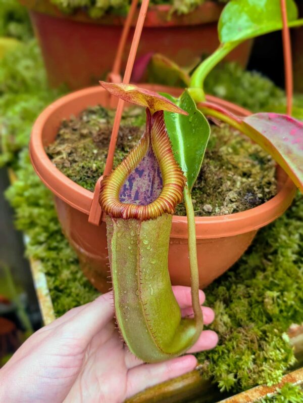 769: N. truncata - giant x edwardsiana - Marai Parai - (25 cm)