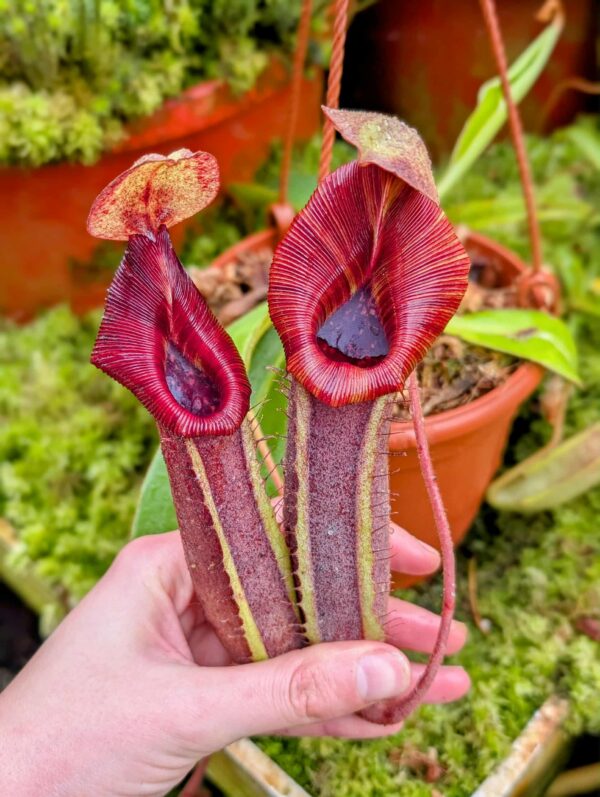 866: [(lowii x veitchii) x boschiana] x [(veitchii x maxima) x veitchii] x [(lowii x veitchii) x boschiana] - (29 cm)