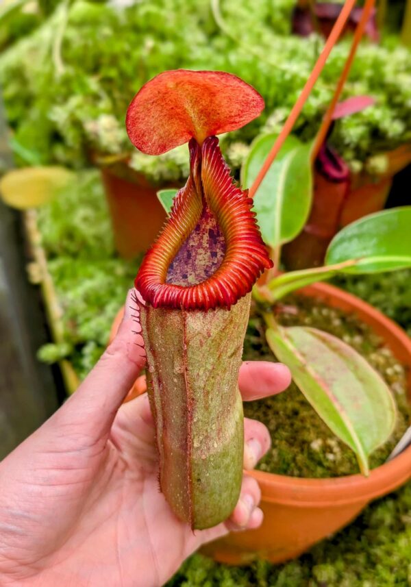 776: N. truncata - giant x edwardsiana - Marai Parai - (28 cm)