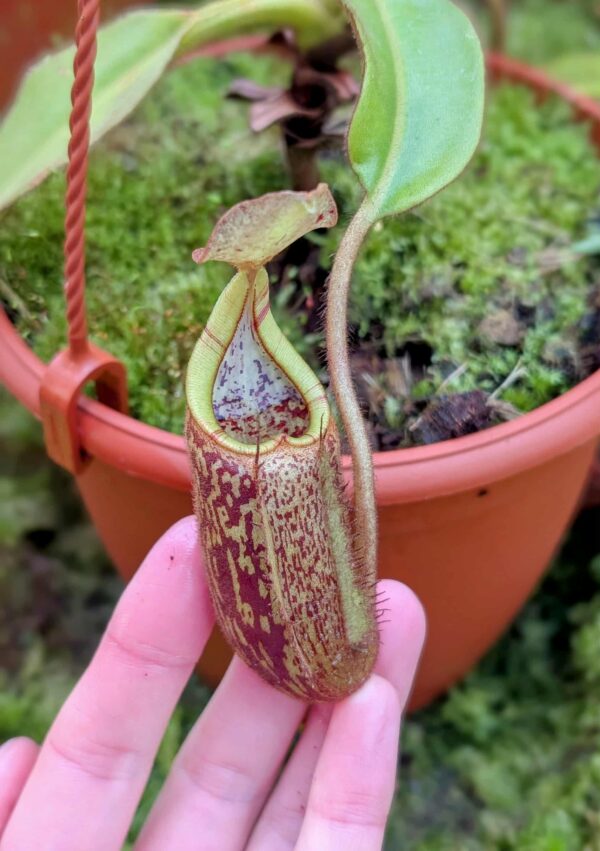 793: N. eymae - Tambususi - SG - (16 cm)