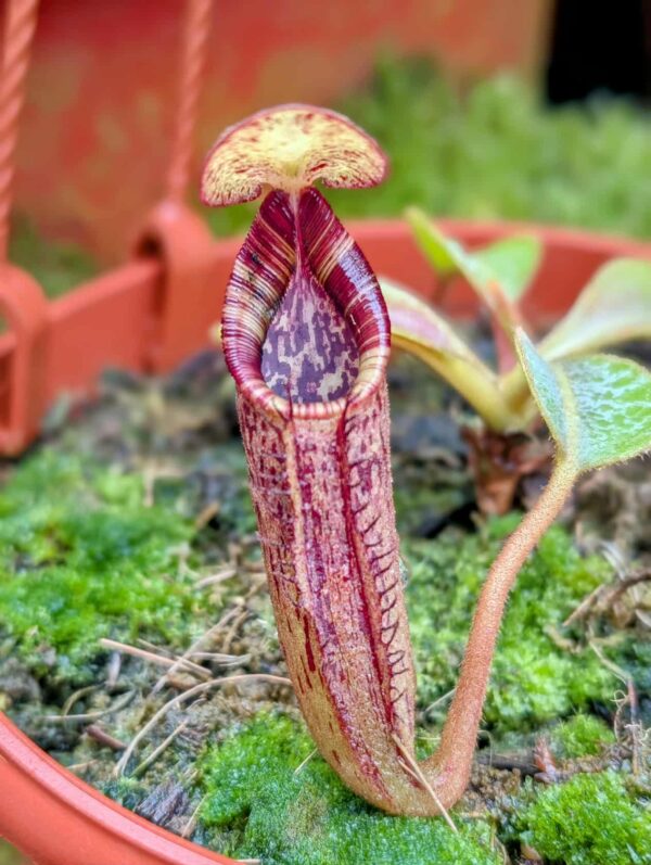 716: N. (truncata x ephippiata) - Best mollis - JH - (7,5cm)