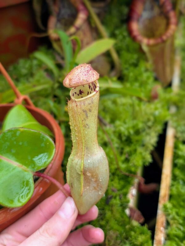 871: N. clipeata  - SG - (15 cm)
