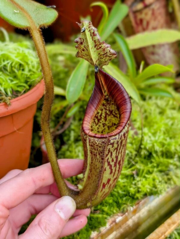 836: N. eymae - Tambususi - SG - (23 cm)