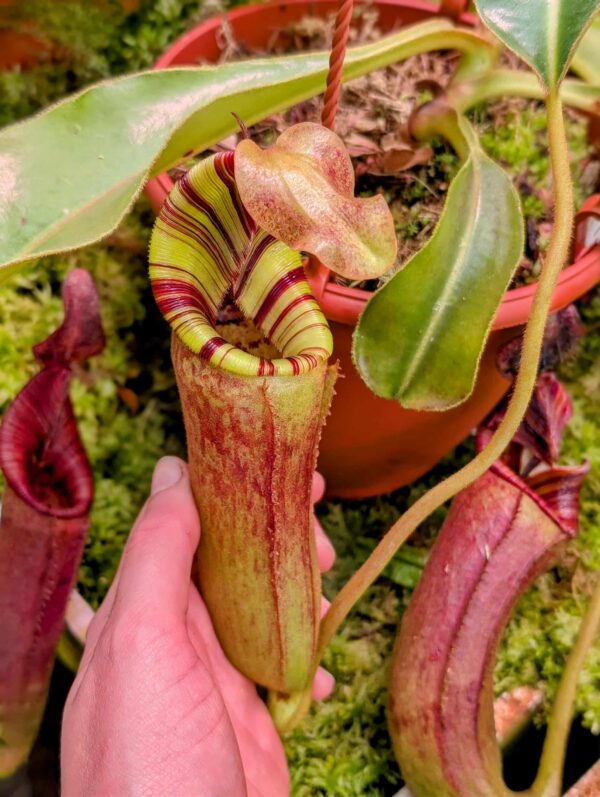 824: N. lowii x mollis - SG - (23 cm)