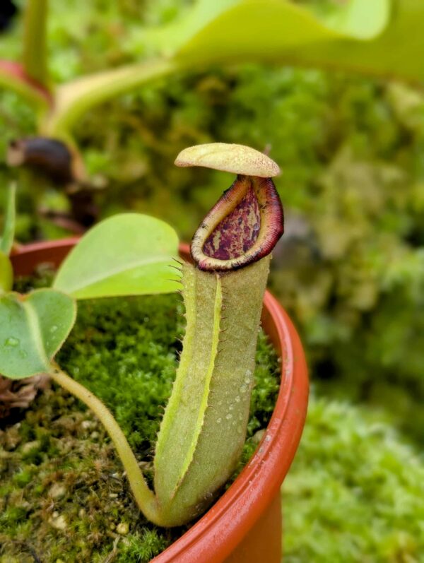 732: N. (lowii x veitchii) x truncata (a) - SG - (10 cm)