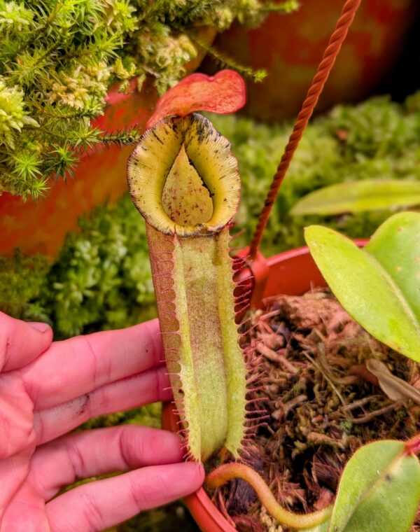 819: N. truncata (giant, striped) x veitchii (a) - EP - (12 cm)
