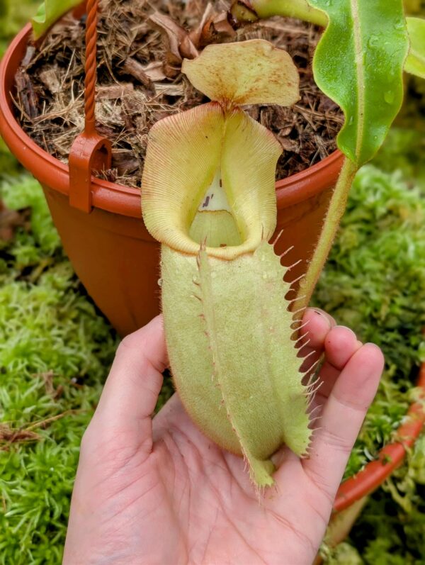 736: N. [(Rokko ‘Exotica’ x boschiana) x veitchii ] x veitchii (Hose Mountains) - (22 cm)