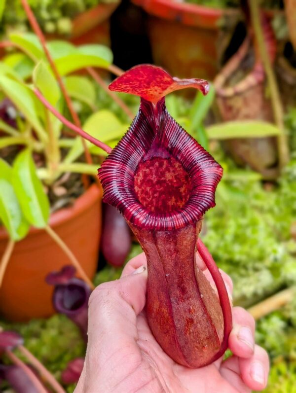 784: N. lowii x ventricosa - red (4 plants) - (22, 21, 19 and 18 cm)