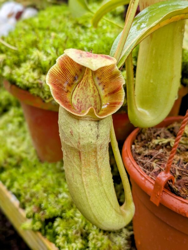 722: N. [(Rokko ‘Exotica’ x boschiana) x veitchii H/L striped] x Sabre ‘Dark Cherry’ - EP - (31 cm)