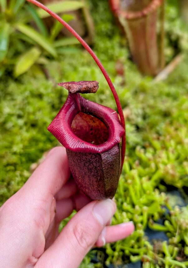 805: N. (ventricosa x sibuyanensis) x jacquelineae - SG - (29 cm)