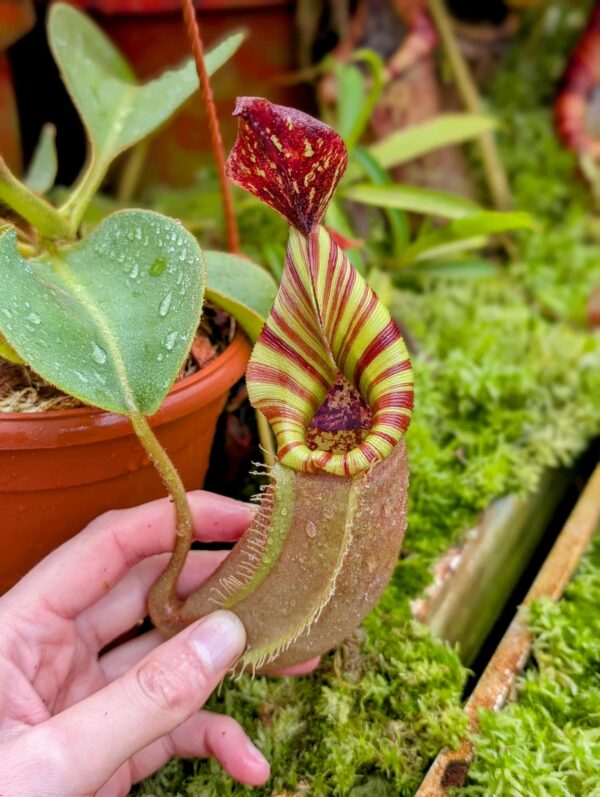 848: N. [(lowii x veitchii) x boschiana] x [(veitchii x maxima) x veitchii] x (eymae x veitchii) (A) - (22 cm)