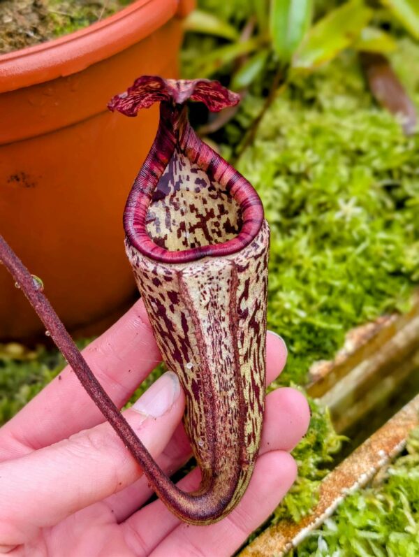 715: N. burbidgeae from seed (Tambuyukon) -20 cm