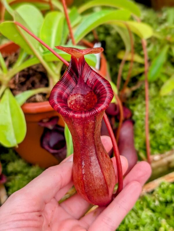 788: N. lowii x ventricosa - red (3 plants) - (22, 20 and 19 cm)