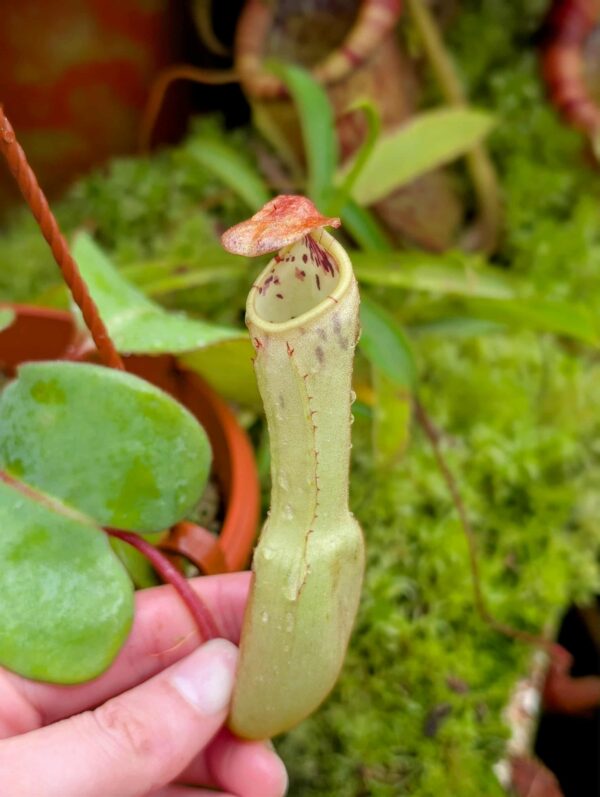 874: N. clipeata  - SG - (17 cm)