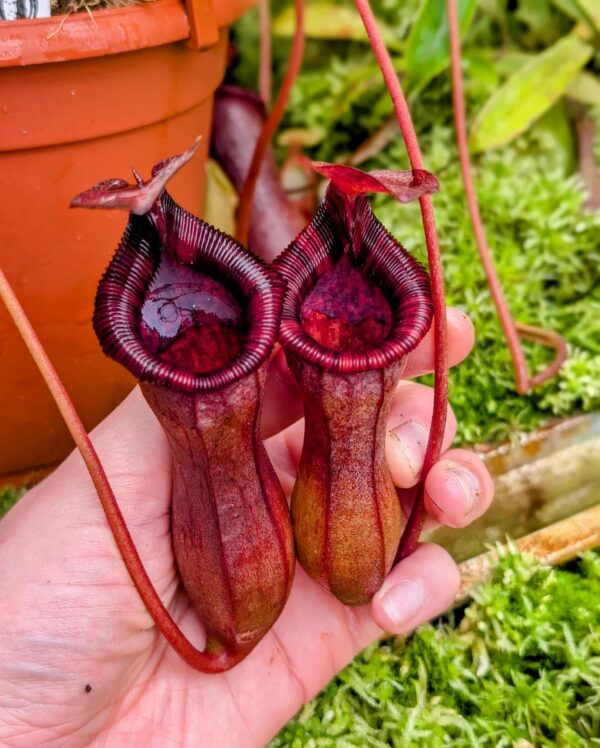 789: N. lowii x ventricosa - red (4 plants) - (23, 23, 21 and 16 cm)