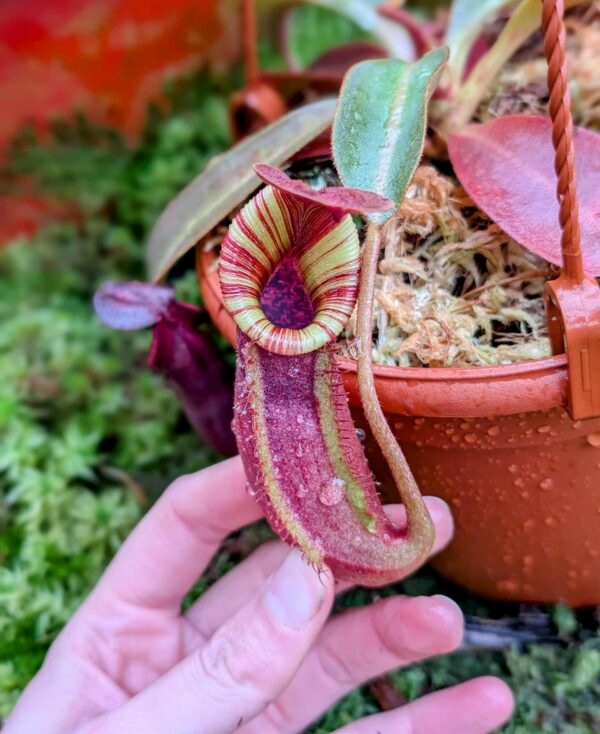855: [(lowii x veitchii) x boschiana] x [(veitchii x maxima) x veitchii] x [(lowii x veitchii) x boschiana] - (18 cm)