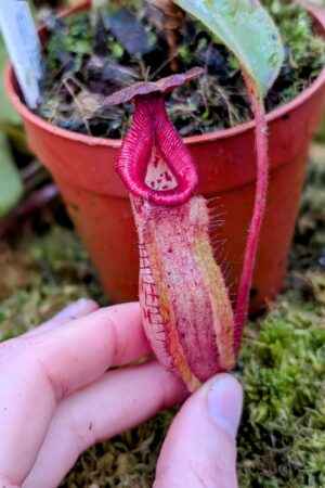 887: N. [(lowii x veitchii) x boschiana] x [(veitchii x maxima) x veitchii] x [(Rokko ‘Exotica’ x boschiana) x veitchii] x (Rokko 'Exotica' x boschiana) x {[Rokko 'Exotica' x (fusca x spectabilis)] x trusmadiensis} - 16 cm