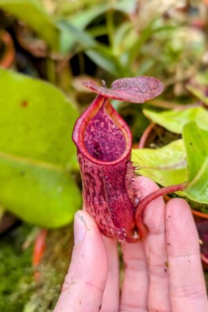 931: N. (veitchii x boschiana) - very squat x [(lowii x veitchii) x campanulata] - (15 cm)