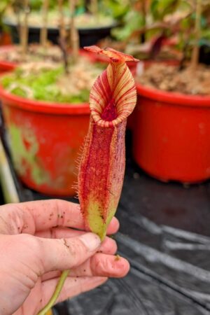 932: N. [(lowii x veitchii) x boschiana] x [(veitchii x maxima) x veitchii] x [(Rokko ‘Exotica’ x boschiana) x veitchii] x (Rokko 'Exotica' x boschiana) x {[Rokko 'Exotica' x (fusca x spectabilis)] x trusmadiensis} - (24 cm)