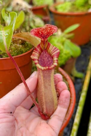 936: N. [(lowii x veitchii) x boschiana] x [(veitchii x maxima) x veitchii] x (eymae x veitchii) (A) - (19 cm)