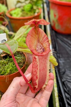 938: N. [(lowii x veitchii) x boschiana] x [(veitchii x maxima) x veitchii] x (eymae x veitchii) (A) - (16 cm)