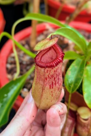 947: N. ventricosa x villosa - SG - (21 cm)