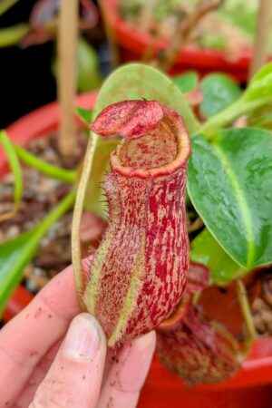 957: N. (veitchii x boschiana) - very squat x [(lowii x veitchii) x campanulata] - 19 cm