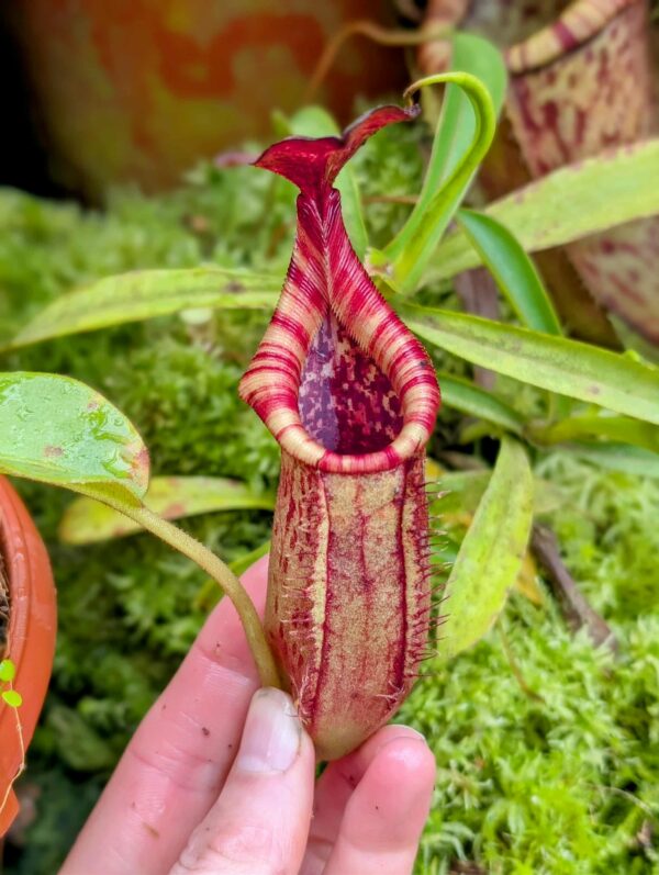 847: N.[(lowii x veitchii) x boschiana] x [(veitchii x maxima x veitchii] x [spectabilis x (lowii x ventricosa)] - (28 cm)