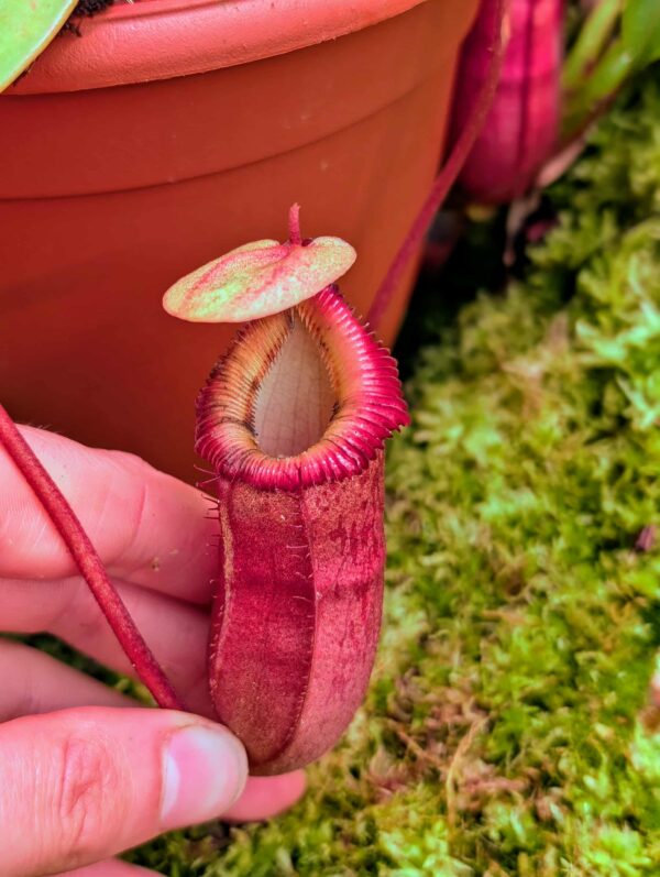 825: N. ventricosa x villosa - SG - (12 cm)