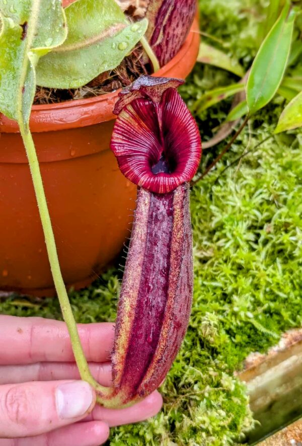 725: N. [(lowii x veitchii) x boschiana] x [(veitchii x maxima) x veitchii] x [(Rokko ‘Exotica’ x boschiana) x veitchii] x (Rokko 'Exotica' x boschiana) x {[Rokko 'Exotica' x (fusca x spectabilis)] x trusmadiensis} - (17 cm)