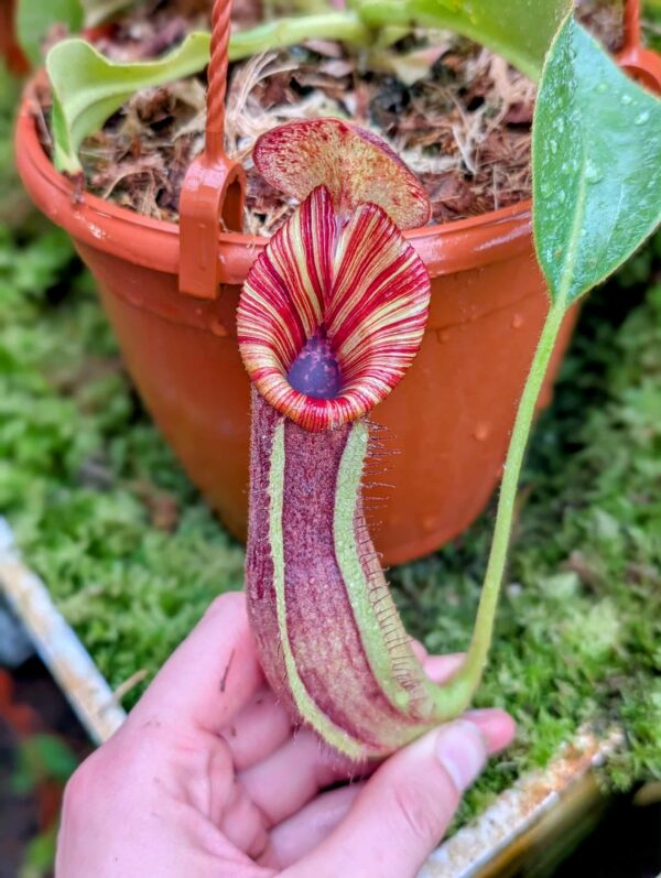 863: [(lowii x veitchii) x boschiana] x [(veitchii x maxima) x veitchii] x [(lowii x veitchii) x boschiana] - (25 cm)