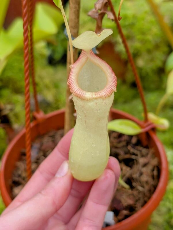 733: N. ventricosa - SG - (15 cm)