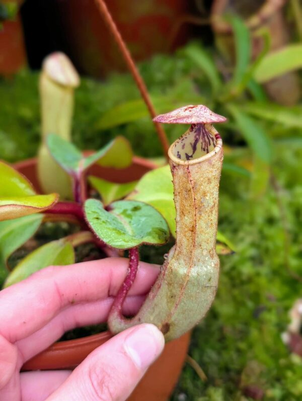 870: N. clipeata  - SG - (11 cm)