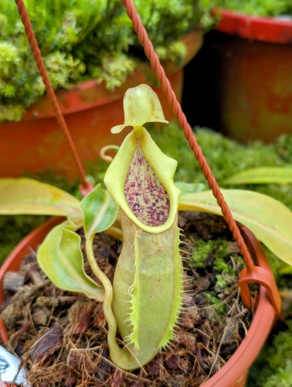 804: N. spathulata x veitchii - Murud - SG - CK - (12 cm)