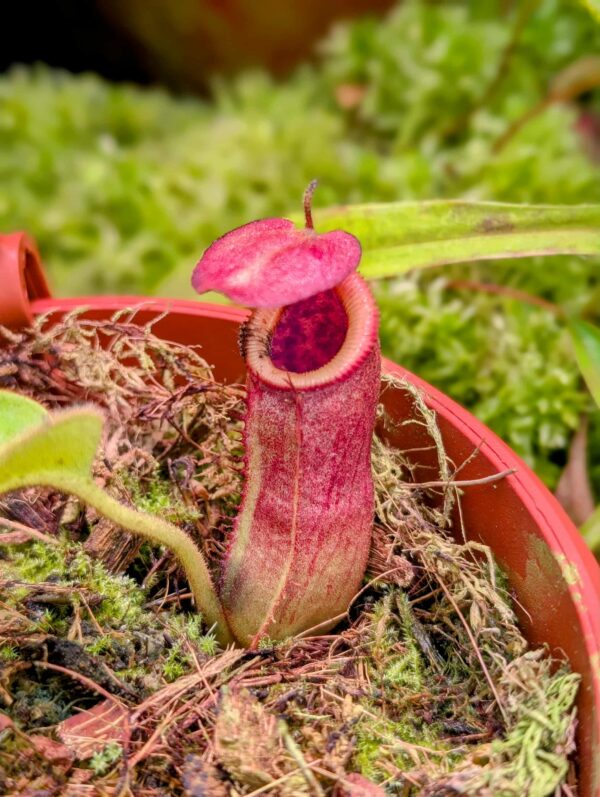 817: N. truncata x villosa - SG - (8 cm)